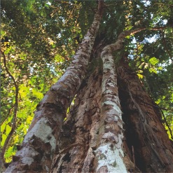 Fernambukbaum