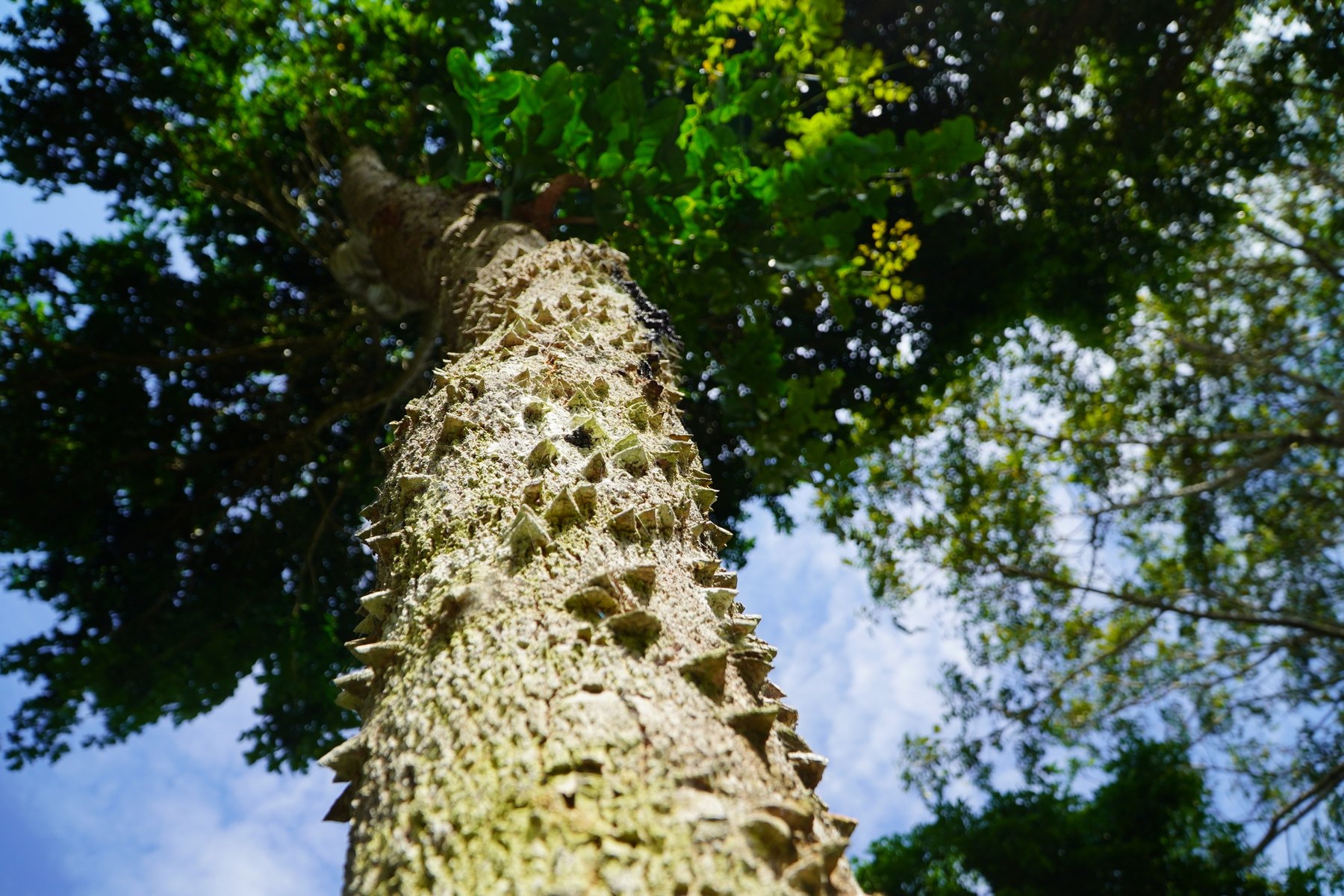 Blick entlang des Stammes eines Fernambukbaumes in die Baumkrone.